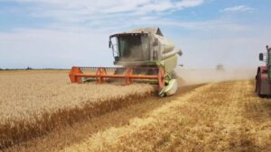 ÎN RAION S-A ÎNCHEIAT RECOLTAREA  CEREALELOR DE GRUPA I