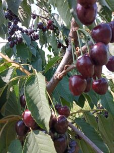 BULETIN INFORMATIV AGRICOL