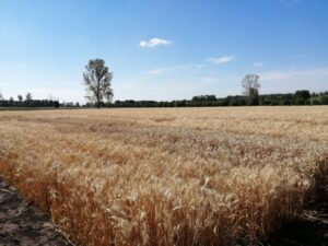 Recoltă-record la unele soiuri de grâu, înregistrată de ICCC „Selecția”.