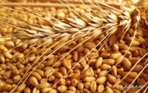 INVITAȚIE  DE  PARTICIPARE  LA  PROCEDURILE  NEGOCIATE