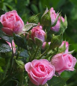 Cu prilejul Zilei Autonomiei Locale şi a Lucrătorului din Administraţia Publică Locală