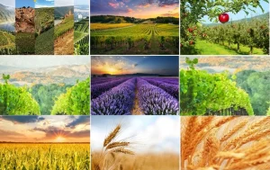 Buletin informativ agricol