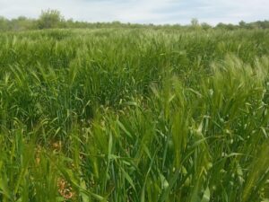 Buletin informativ agricol