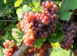 Buletin informativ agricol