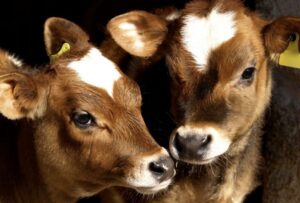 Granturi pentru producătorii din sectorul zootehnic