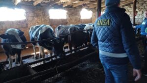 ANSA A INIȚIAT ACȚIUNI DE COMBATERE A ACTIVITĂȚILOR TENEBRE CU ANIMALELE