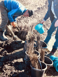 Un arbore pentru dăinuirea noastră